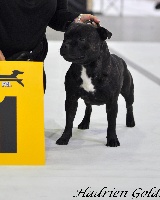 Étalon Staffordshire Bull Terrier - CH. Crossguns Hats off