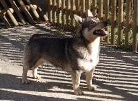 Étalon Spitz des Visigoths - CH. danga's shere kahn-Ö