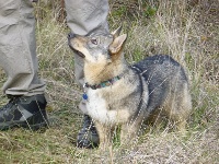 Étalon Spitz des Visigoths - Hancock of Sheytane