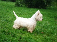 Étalon West Highland White Terrier - Casper du Moulin de Mac Grégor