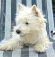 Étalon West Highland White Terrier - Dream story Forever and ever