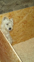 Étalon West Highland White Terrier - Hella (Sans Affixe)