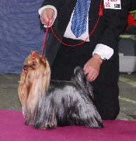 Étalon Yorkshire Terrier - CH. Funny boy Du clos de la belle heloise