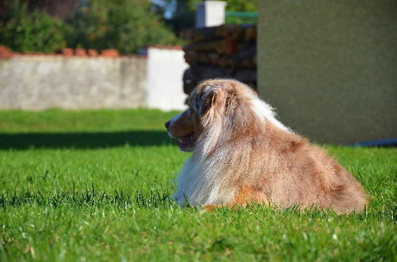 risingstar Opal and charmois