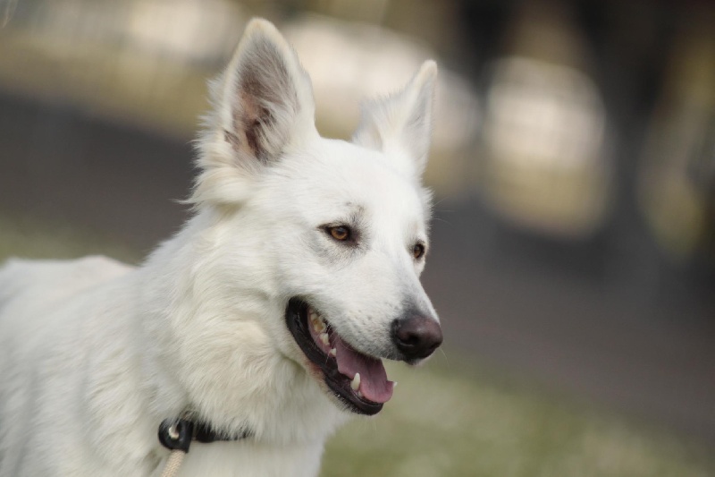 Galadriel du Domaine de Boisbelle