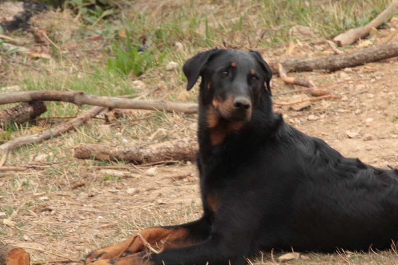 Kanaille Du Vieux Tchiniss