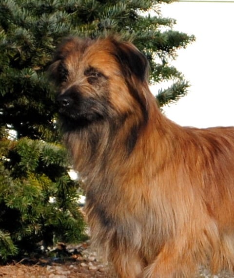 Publication : del Cami des Pastoureaux