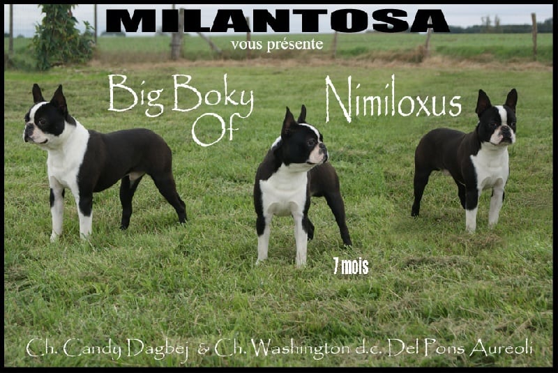 Big boky Of nimiloxus