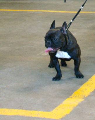 Fée-line (Sans Affixe)