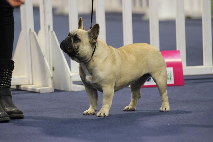 Publication : de la Croix d'Atal Auteur : Andre Alexandra