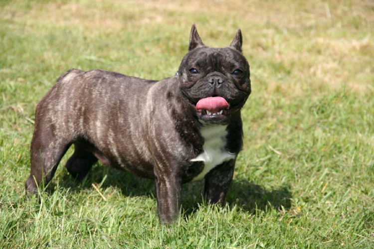 Dentelle du fief Saint Theau