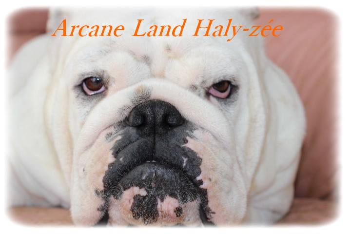 Publication : Arcane Land Auteur : Ludovic HOLLESTELLE