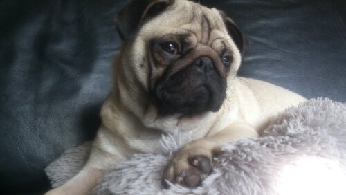 Publication : Des Merveilles Du Tilleul Auteur : Des Merveilles Du Tilleul