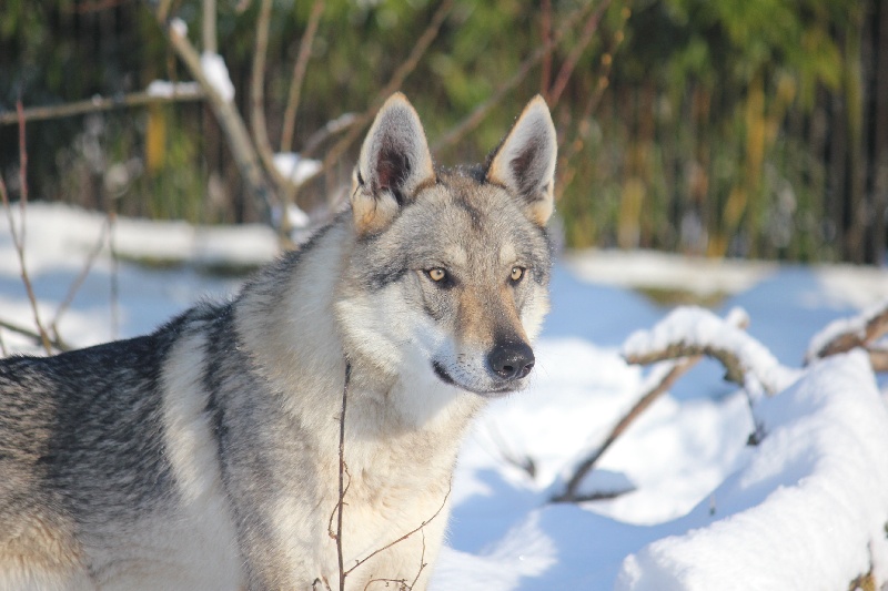 Publication : De la combe noire