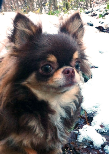 Publication : Amaryllis Jungle