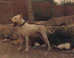 Amigo De los medanos