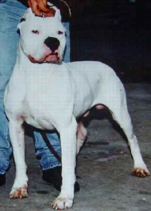 CH. Toro viejo de el tumi