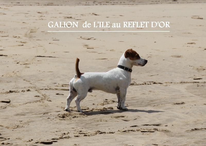Galion De L'isle Au Reflet D'or