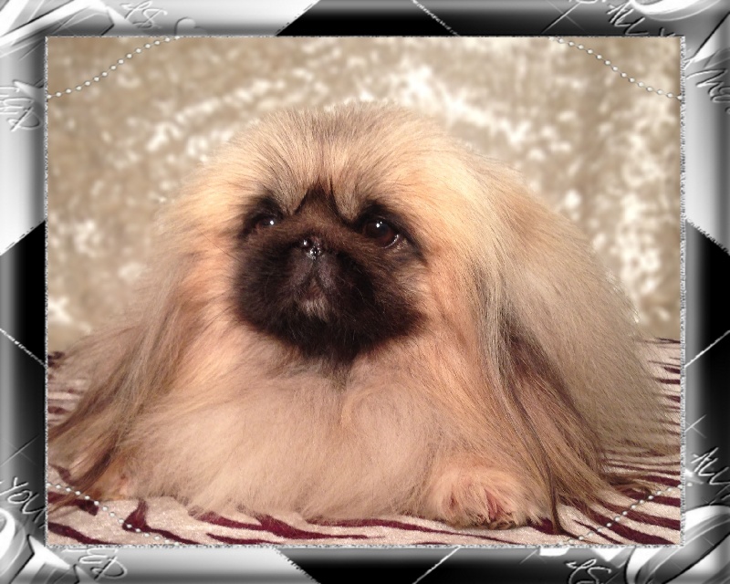 pekino legenda Domas