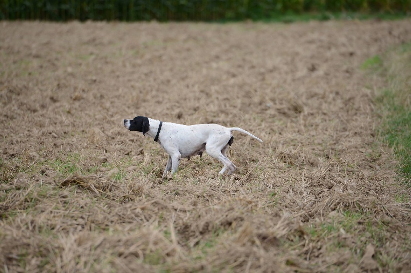 Publication : Off Flying Free 