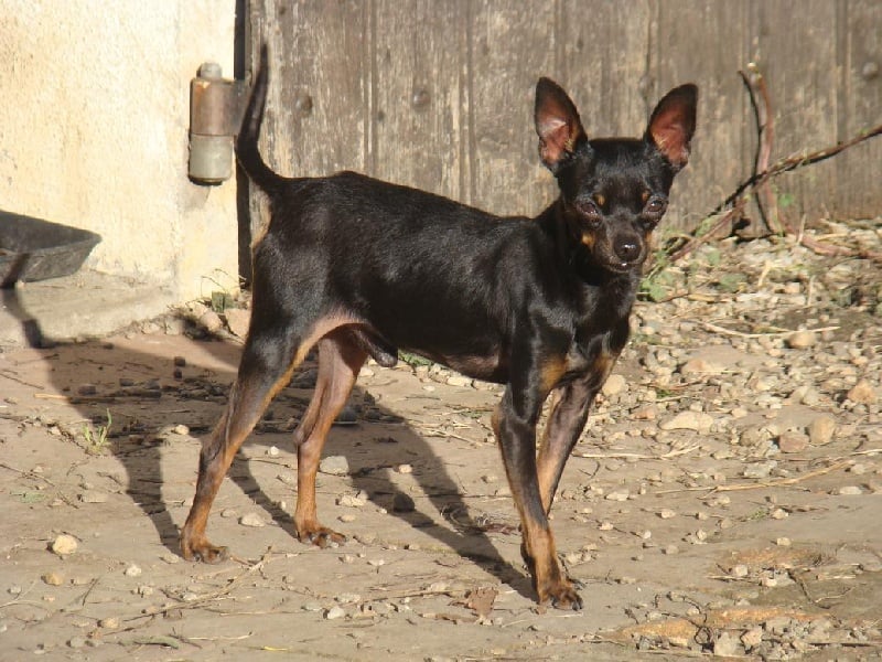 Folio-black des chiboune's kyis