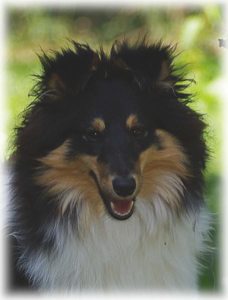 Publication : Des Caprices De Kamaïs Auteur : Isabelle Pluyaud