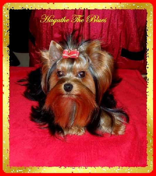 Auteur : LES PRINCES DE WINDSOR