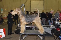 Étalon Airedale Terrier - CH. Heaven-sent of Utley