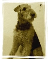 Étalon Airedale Terrier - Gadoue des Lauriers du Patis