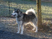 Étalon Alaskan Malamute - Great tala takoda of Edelweiss Forever