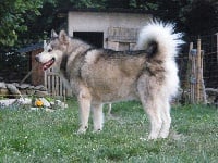 Étalon Alaskan Malamute - Earl el lobo delgado