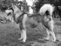 Étalon Alaskan Malamute - Dinali the high one of Mountain Pack