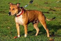 Étalon American Staffordshire Terrier - Eden (Sans Affixe)