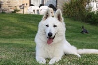 Étalon Berger Blanc Suisse - Féniks des Gardiens de Broceliande