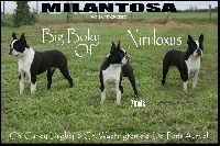 Étalon Boston Terrier - Big boky Of nimiloxus