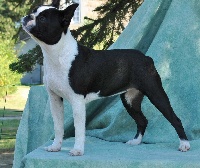 Étalon Boston Terrier - Penn-Sardin Georgette