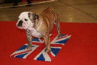 Étalon Bulldog Anglais - Gros nounours elevage des bulldogs de l'avesnois