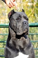 Étalon Cane Corso - X-man (Sans Affixe)