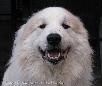 Étalon Chien de Montagne des Pyrenees - Fangio Étoile donar La Joie Blanche