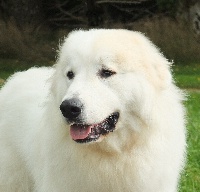 Étalon Chien de Montagne des Pyrenees - CH. Kélims knut La Joie Blanche
