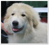 Étalon Chien de Montagne des Pyrenees - Lourson laval La Joie Blanche
