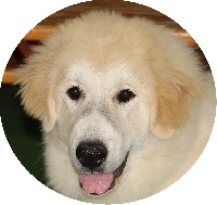 Étalon Chien de Montagne des Pyrenees - Larène zahrra La Joie Blanche