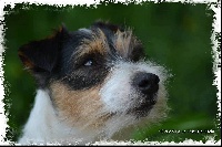 Étalon Jack Russell Terrier - Herkan De la tribu de kitchi