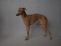 Étalon Petit Levrier Italien - Diva laguna (Sans Affixe)