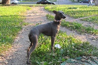 Étalon Petit Levrier Italien - CH. velvet d'amour Dolcezza di contorni