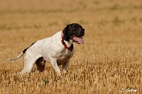 Étalon Pointer - speedline 's alfons 'drogba'