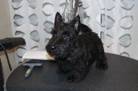 Étalon Scottish Terrier - H'appolonia du clos de Pegase