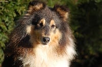 Étalon Shetland Sheepdog - Blue witch Divine idylle