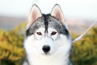 Étalon Siberian Husky - Geishka des reves de neige