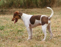 Étalon Terrier Bresilien - Earthwater Hip hip hip hourra